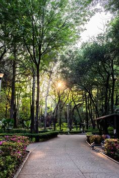 the sun shines through the trees and bushes in a park area with many flowers