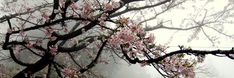 a tree with pink flowers in the fog