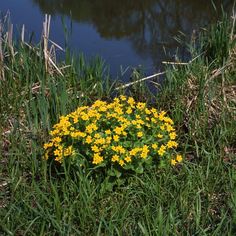 some yellow flowers are in the grass near water