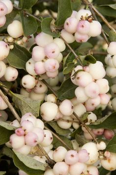 some white berries are growing on the tree