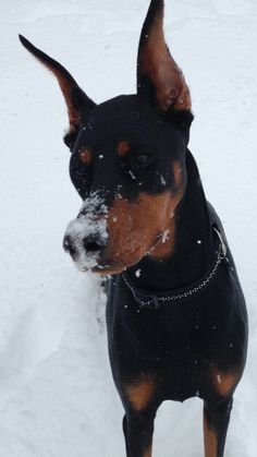 a black and brown dog standing in the snow with it's head turned to the side