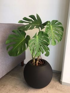 a plant in a black pot on the floor