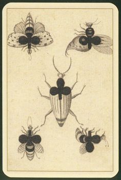 four different types of bugs on a white background with black border around the image and below it is an illustration of three insect species