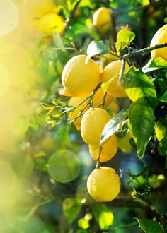 Close up of Bearss lemons on tree with light hitting from the left Lemons On Tree, Lemon Tree Aesthetic, Citrus Nursery, Lemon Product, Lemon Photo, Lemon Aesthetic, Lemon Garden, Fruit Facts