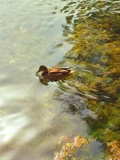 a duck is swimming in the water near some grass and plants on the shore line