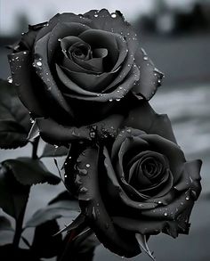 two black roses with water droplets on them