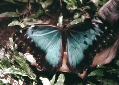 a blue and black butterfly sitting on top of green leaves