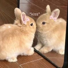 a small bunny is looking at itself in the mirror and it's pink ears are sticking out