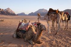 three camels sitting in the desert with mountains in the background