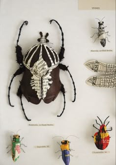 an assortment of insects on display in a museum case with information about the insect species