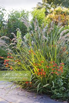 some very pretty flowers and plants in the grass