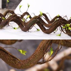 two pictures of a tree with green leaves on it and the same one showing its roots