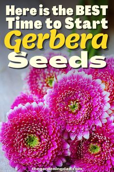 pink flowers with the words here is the best time to start gerbera seeds