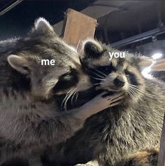 two raccoons cuddle together in front of a mirror with the caption me you