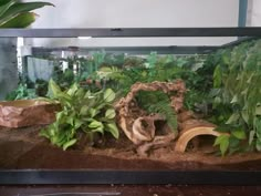 an aquarium filled with plants and rocks