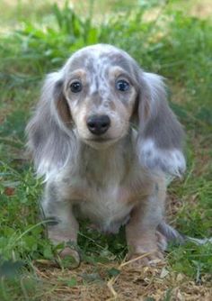 Pretty dilute Dachshund Dapple Dachshund Puppy, Dachshund Breed, Dachshund Funny, Dapple Dachshund, Long Haired Dachshund, Weenie Dogs, Dachshund Puppies, Dachshund Puppy, Dachshund Love