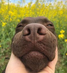 a close up of a person holding a dog's nose