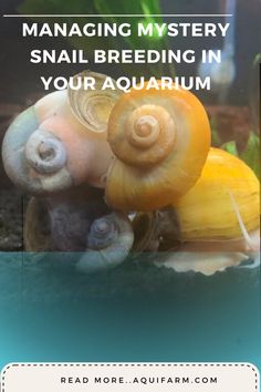 snails with the words managing mystery snail breeding in your aquarium on it's side