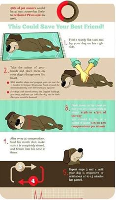 an info sheet describing how to use the air freshenerer for your dog's health