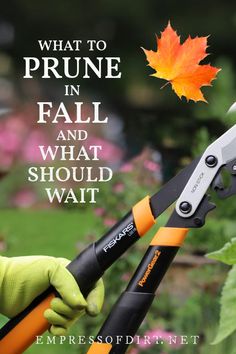 a pair of garden shears being used to cut leaves with the caption, what to prune in fall and what should you wait?