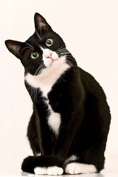 a black and white cat sitting on top of a table