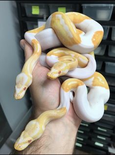 a person holding two yellow and white snakes