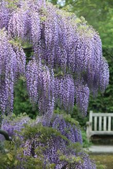 purple flowers blooming on the branches of a tree in front of a park bench