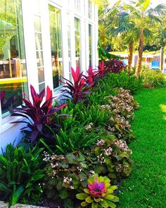 the flowers are growing next to the windows in the house's front yard, along with other plants