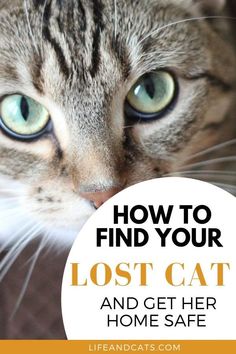 a close up of a cat with the words how to find your lost cat and get her home safe