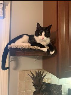 a black and white cat laying on top of a wooden shelf above a pineapple