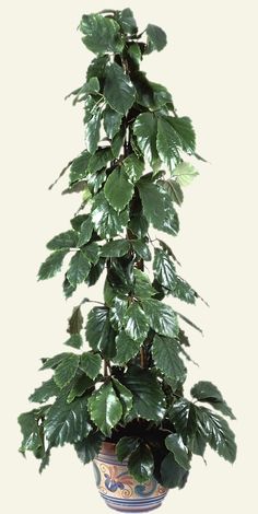 a potted plant with lots of green leaves on it's top and bottom