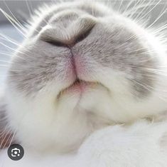 a close up of a cat with its eyes closed