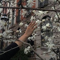 a person reaching up into the air with their hand in front of some white flowers