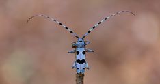 a blue and black insect sitting on top of a wooden stick