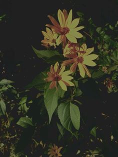 yellow flowers with green leaves in the background