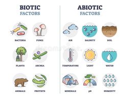 the different types of plants and animals that are used to describe their health benefits in this graphic