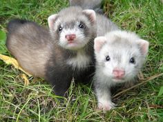 two small ferrets standing next to each other in the grass and looking at the camera