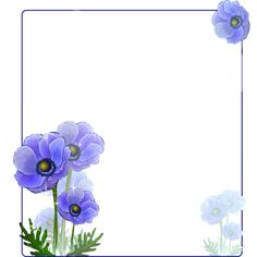 an image of blue flowers on a white background with space in the middle for text