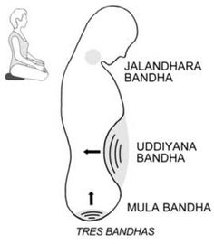 diagram of the position of the lumba and back side of the lower limb, labeled below