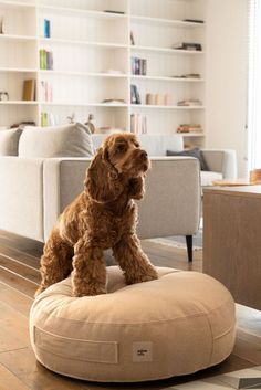 a brown dog sitting on top of a round pillow