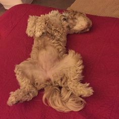 a white dog laying on top of a red bed