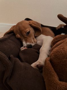 a brown and white dog laying on top of a blanket