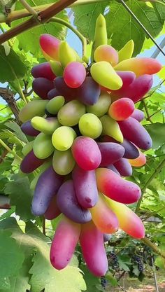 a bunch of grapes hanging from a vine