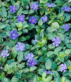 some purple flowers and green leaves on the ground