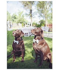 two brown dogs wearing bow ties sitting on the grass in front of an outdoor table