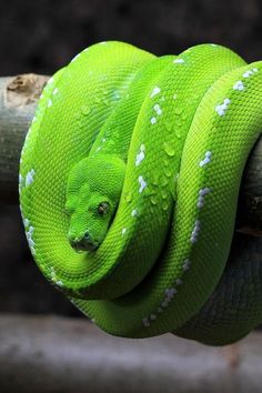 a green snake is curled up on a branch