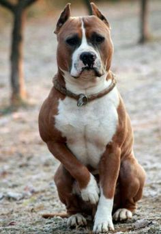 a brown and white dog sitting on top of a dirt ground next to trees in the background