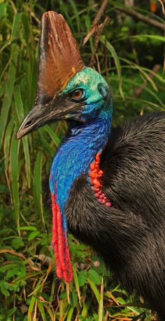 a colorful bird with a long neck standing in the grass next to some trees and plants