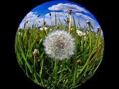 a dandelion sitting in the middle of a field with blue sky and clouds