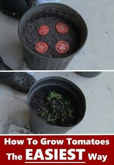 two pictures showing how to grow tomatoes in the same pot